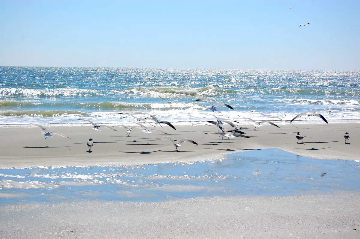 A serene stretch of Myrtle Beach with glistening wet sand reflecting the colorful sky, gentle waves rolling in, and a flock of seagulls dotting the shoreline. The view captures the peaceful ambiance of the beach at either sunrise or sunset.
